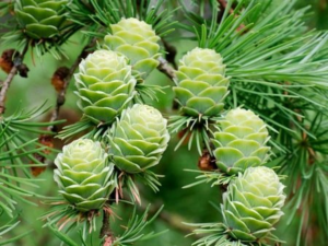 Europäische Lärche (Larix decidua) – Eigenschaften, Anbau, Widerstandsfähigkeit und Verwendung im Garten