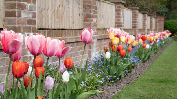 Welche Pflanzen lassen sich am besten neben Tulpen pflanzen Pflanzen lassen